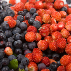 Wild strawberries and blueberries