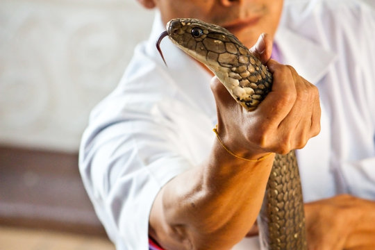 Cobra snake catcher