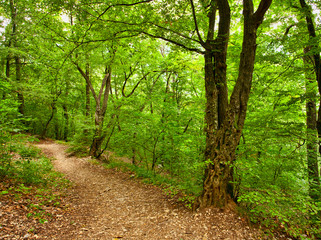Fototapeta premium Footpath in the forest