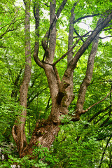 Fototapeta na wymiar Old tree in the forest