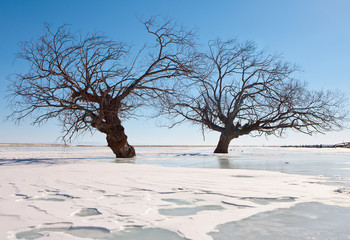Trees in an ice