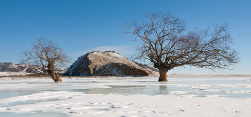 Trees in an ice