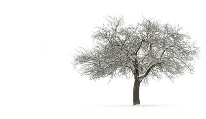 Schneebedeckter Apfelbaum auf Reinweiß