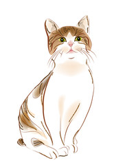 portrait of  ginger tabby cat - 28044965