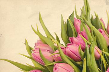 Fototapeta premium beautiful tulips