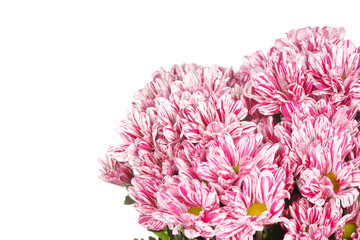 Chrysanthemum Flowers
