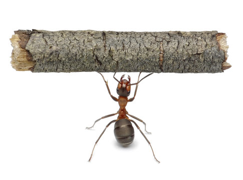 worker ant holding log, isolated