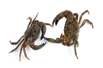 Two stone crab (Eriphia verrucosa)
