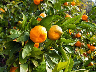 Mandarin orange tree