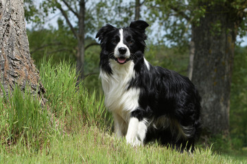 magnifique border collie debout au pied d'un arbre