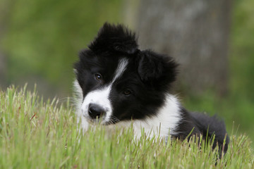 mimique craquante du très mignon border collie