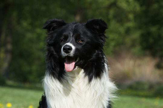 Pin On Border Collie