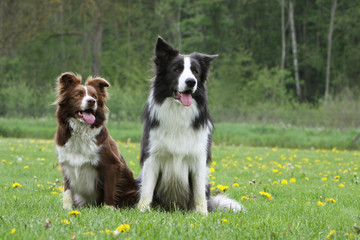 couple de border collie - two borders collies together