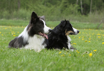 deux chiens regardant dans la même direction - border