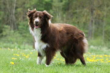Fototapeta premium border collie marron et blanc