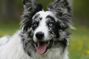portrait de border collie aux yeux bleus
