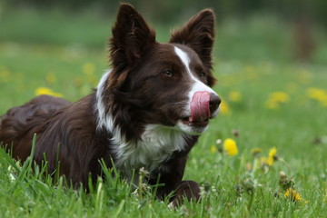 border collie tire la langue