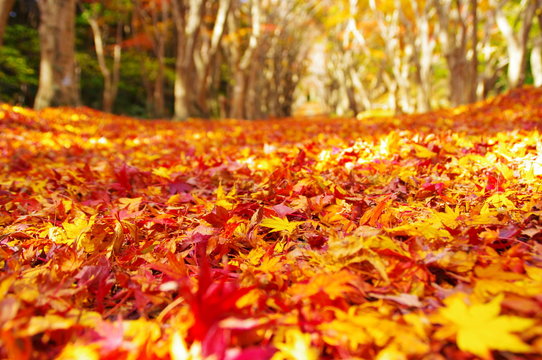 紅葉のトンネルと落葉