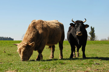 vache et taureau