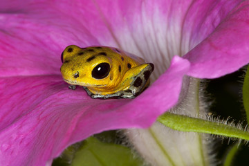 Obraz premium Stepping Out