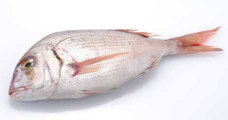 Pesce - pagro