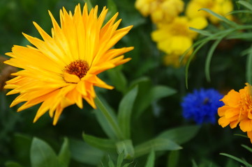 Parterre de fleurs jaune, orange et bleue