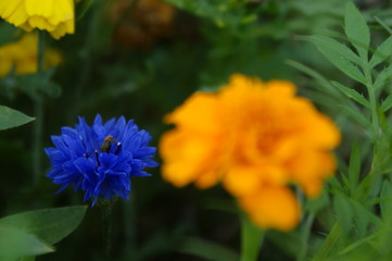 Parterre de fleurs jaune et bleue