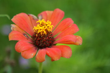 Zoom sur une belle fleur rose