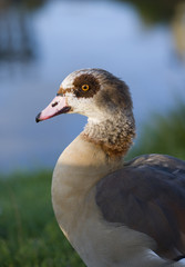Egyptian Goose