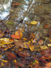 Водоем с опавшими листьями