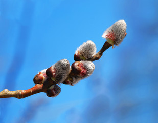 Buds. Spring.