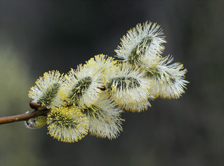 Buds. Spring.