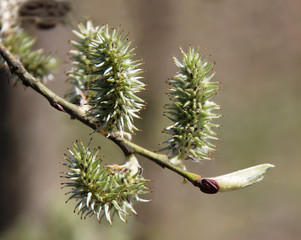 Bud. Spring.