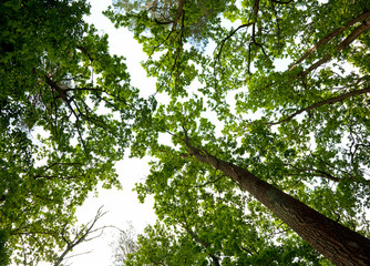 Fototapeta premium Oak woods canopy