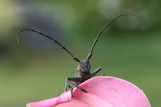 longicorne