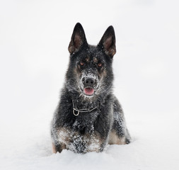 German Sheepdog in snow
