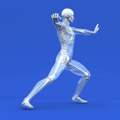 Anatomie - Kampfsport