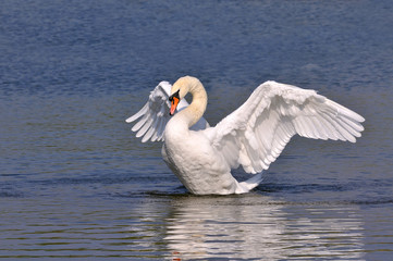 Swan Wings Spread