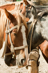 Horses at a hitching post