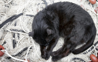 Black cat on fishing nets