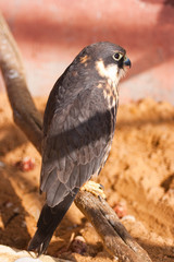 falcon