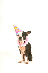 Boston terrier with party hat