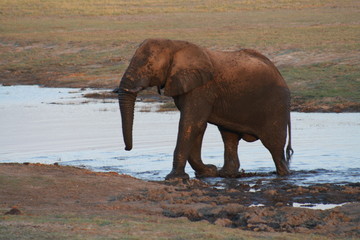 Fototapeta na wymiar Elefant nach Schlammbaden