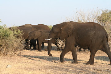 Fototapeta na wymiar Elefanten auf Tour