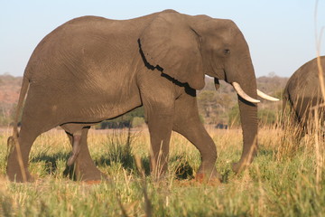 Fototapeta na wymiar Elefant auf Wanderung