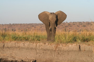 Obraz premium Elefant