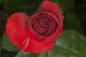 Rosa Rossa II