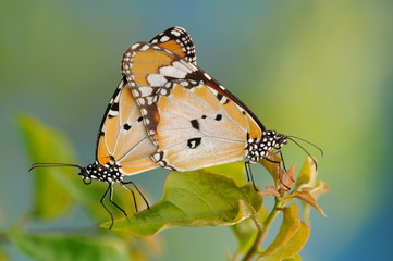 A Pair Of Mating Butterflies
