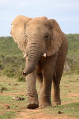 Fototapeta na wymiar African Elephant Walking