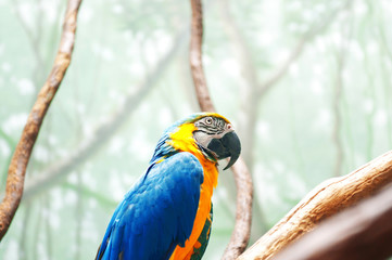 Colourful parrot bird sitting on the perch
